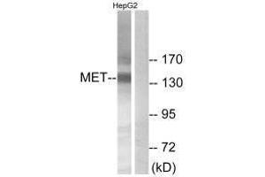 Western blot analysis of extracts from HepG2 cells, using Met (Ab-1234) antibody. (c-MET antibody  (Tyr1234))