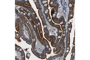 Immunohistochemical staining of human duodenum with FAM159B polyclonal antibody  shows strong luminal membranous and cytoplasmic positivity in glandular cells. (FAM159B antibody)