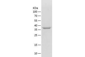 Western Blotting (WB) image for Peptidylprolyl Isomerase D (PPID) (AA 2-370) protein (His tag) (ABIN7124349) (PPID Protein (AA 2-370) (His tag))