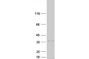 Validation with Western Blot (SLC25A42 Protein (Myc-DYKDDDDK Tag))