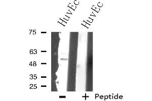 Western blot analysis of extracts from HuvEc cells using SUPT3 antibody.