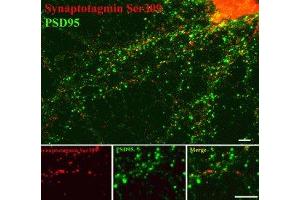 Immunostaining of 14 DIV rat cortical neurons showing synaptotagmin when phosphorylated at Thr202 in red and PSD95 in green. (SYT1 antibody  (pSer309))
