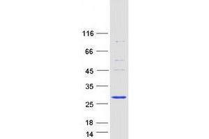 Validation with Western Blot (MUTED Protein (Myc-DYKDDDDK Tag))