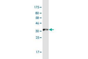 Western Blot detection against Immunogen (36. (RGMA antibody  (AA 326-423))