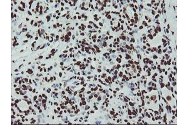 NONO antibody  (AA 184-385)