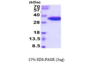 Plasminogen Activator, Tissue (PLAT) (AA 311-562) protein (His tag)