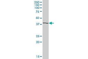 PSTPIP2 MaxPab polyclonal antibody. (PSTPIP2 antibody  (AA 1-312))
