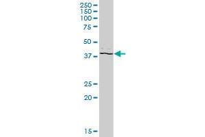 PSTPIP2 MaxPab polyclonal antibody. (PSTPIP2 antibody  (AA 1-312))