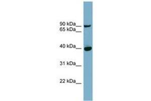 Image no. 1 for anti-Patatin-Like phospholipase Domain Containing 8 (PNPLA8) (AA 359-408) antibody (ABIN6741934) (PNPLA8 antibody  (AA 359-408))