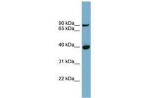 Image no. 1 for anti-Patatin-Like phospholipase Domain Containing 8 (PNPLA8) (AA 359-408) antibody (ABIN6741934)