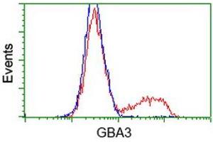 Flow Cytometry (FACS) image for anti-Glucosidase, Beta, Acid 3 (Cytosolic) (GBA3) (AA 1-150), (AA 370-469) antibody (ABIN1490584) (GBA3 antibody  (AA 1-150, AA 370-469))