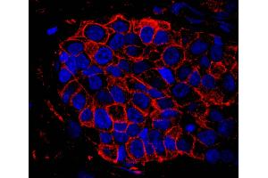 Immunofluorescence (IF) image for anti-IQ Motif Containing GTPase Activating Protein 1 (IQGAP1) (AA 1-50) antibody (ABIN7448978) (IQGAP1 antibody  (AA 1-50))