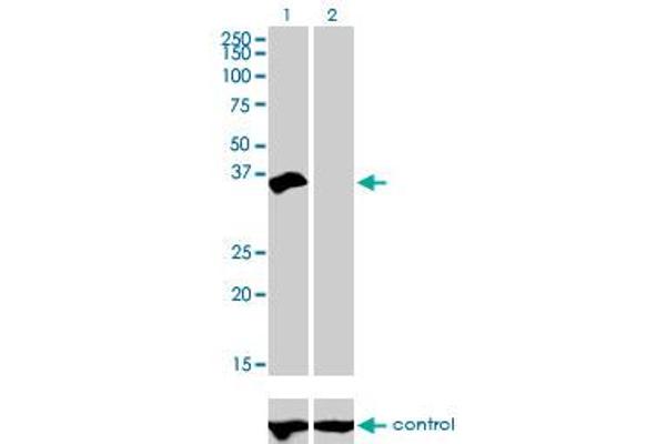 HOXD8 antibody  (AA 126-190)