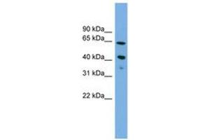 ATP8B2 antibody  (N-Term)