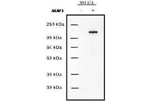 Western blot using  protein A purified anti-UPLC1/ASAP3 antibody shows detection of UPLC1/ASAP3 in NIH/3T3 cells over-expressing the protein. (ASAP3 antibody)