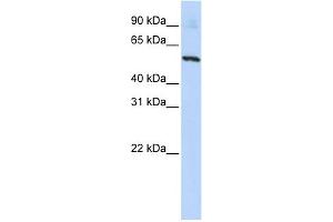 WB Suggested Anti-SLC36A2 Antibody Titration:  0. (SLC36A2 antibody  (N-Term))