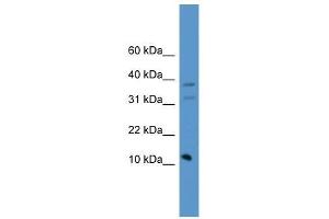 PSENEN antibody used at 0.