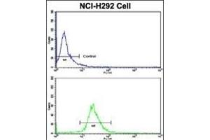 Flow cytometric analysis of NCI- cells using KIF3C Antibody (C-term)(bottom histogram) compared to a negative control cell (top histogram). (KIF3C antibody  (C-Term))
