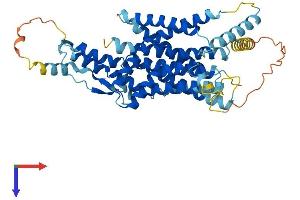 AlphaFold protein structure predicition of Human Recombinant TMEM161B Protein, UniprotID Q8NDZ6