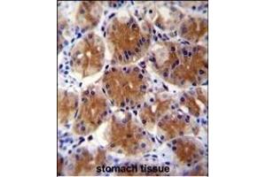 FC1 Antibody (Center) (ABIN655232 and ABIN2844836) immunohistochemistry analysis in formalin fixed and paraffin embedded human stomach tissue followed by peroxidase conjugation of the secondary antibody and DAB staining. (ABHD17C antibody  (AA 92-121))