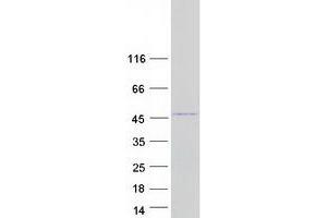 Validation with Western Blot (HMX1 Protein (Myc-DYKDDDDK Tag))