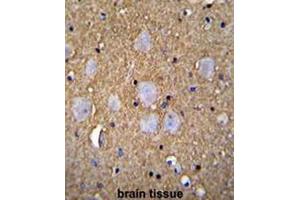 CAMSAP1 Antibody (N-term) immunohistochemistry analysis in formalin fixed and paraffin embedded human brain tissue followed by peroxidase conjugation of the secondary antibody and DAB staining. (CAMSAP1 antibody  (N-Term))