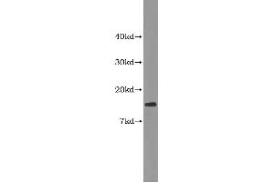 Western Blotting (WB) image for Fatty Acid Binding Protein 2, Intestinal (FABP2) ELISA Kit (ABIN1115695) (FABP2 ELISA Kit)