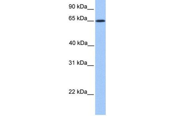 ZNF837 antibody
