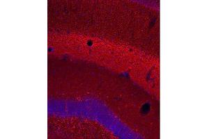 Indirect immunostaining of PFA fixed mouse hippocampus section (dilution 1 : 500; red). (TUBB3 antibody)