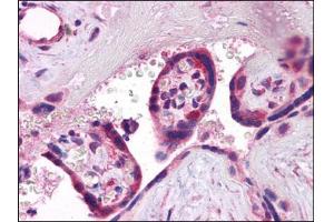 Human Placenta: Formalin-Fixed, Paraffin-Embedded (FFPE) (Synaptogyrin 3 antibody  (C-Term))