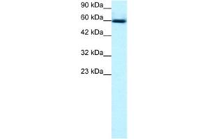 WB Suggested Anti-GABPA Antibody Titration:  0. (GABPA antibody  (C-Term))