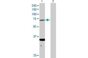 Western Blot analysis of ERCC2 expression in transfected 293T cell line by ERCC2 MaxPab polyclonal antibody.