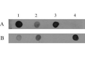 5-Hydroxymethylcytosine (5-hmC, 5-hydroxymethylcytidine) antibody tested by dot blot analysis. (5-Hydroxymethylcytosine antibody)
