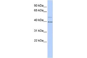 WB Suggested Anti-KCNK9 Antibody Titration:  1 ug/ml  Positive Control:  HepG2 cell lysate (KCNK9 antibody  (N-Term))