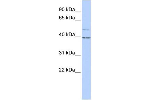 KCNK9 Antikörper  (N-Term)