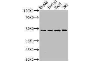 Western Blot Positive WB detected in: HepG2 whole cell lysate, Jurkat whole cell lysate, Raji whole cell lysate, 293 whole cell lysate All lanes: EIF4A2 antibody at 3 μg/mL Secondary Goat polyclonal to rabbit IgG at 1/50000 dilution Predicted band size: 47 kDa Observed band size: 47 kDa (EIF4A2 antibody  (AA 1-407))