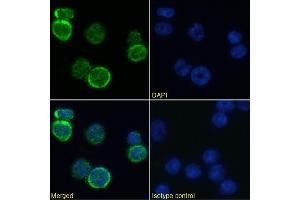 Immunofluorescence staining of mouse splenocytes using anti-MHC I antibody  R1-9. (Recombinant MHC, Class I antibody)
