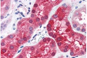 Human Kidney (formalin-fixed, paraffin-embedded) stained with ABHD4 antibody ABIN351489 at 3. (ABHD4 antibody  (AA 177-187))