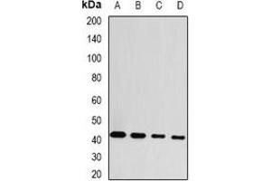 Western blot analysis of GDAP1 expression in MCF7 (A), HepG2 (B), mouse brain (C), rat brain (D) whole cell lysates. (GDAP1 antibody)