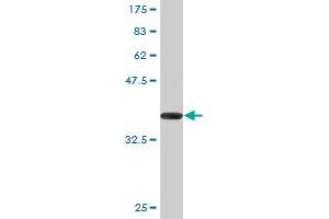 Western Blot detection against Immunogen (35. (ZFHX4 antibody  (AA 2-93))