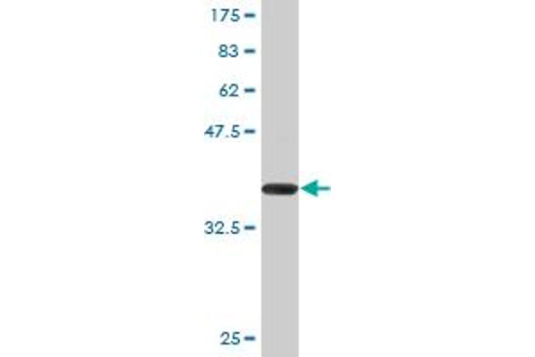 ZFHX4 antibody  (AA 2-93)