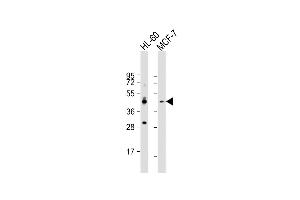 All lanes : Anti-CCR10 Antibody (N-term) at 1:1000 dilution Lane 1: HL-60 whole cell lysate Lane 2: MCF-7 whole cell lysate Lysates/proteins at 20 μg per lane. (CCR10 antibody  (N-Term))