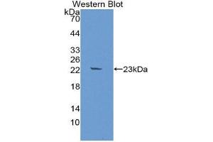 Western Blotting (WB) image for anti-Fibroblast Growth Factor 10 (FGF10) (AA 38-208) antibody (ABIN1867922) (FGF10 antibody  (AA 38-208))