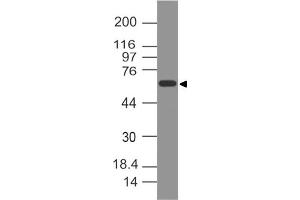 Image no. 1 for anti-Thrombomodulin (THBD) (AA 50-300) antibody (ABIN5027087) (Thrombomodulin antibody  (AA 50-300))