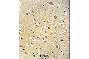 Formalin-fixed and paraffin-embedded human brain tissue reacted with OGT Antibody (C-term), which was peroxidase-conjugated to the secondary antibody, followed by DAB staining. (OGT antibody  (C-Term))