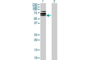 Western Blot analysis of ATP6V1B2 expression in transfected 293T cell line by ATP6V1B2 MaxPab polyclonal antibody.