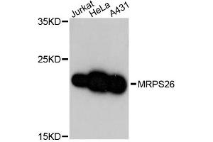 Western blot analysis of extracts of various cell lines, using MRPS26 antibody (ABIN5972848) at 1:3000 dilution.