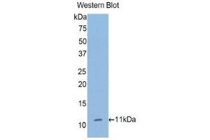 Western Blotting (WB) image for anti-Collagen, Type II, alpha 1 (COL2A1) (AA 1386-1467) antibody (ABIN1858454) (COL2A1 antibody  (AA 1386-1467))