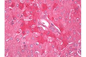 Anti-Alpha-2-Macroglobulin / A2M antibody IHC of human liver. (alpha 2 Macroglobulin antibody)