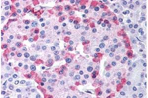 Anti-GLP1R antibody  ABIN1048665 IHC staining of human pancreas.